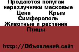 Продаются попугаи - неразлучники масковые.  › Цена ­ 850 - Крым, Симферополь Животные и растения » Птицы   